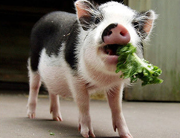 Exotic pets: Way cooler than dogs