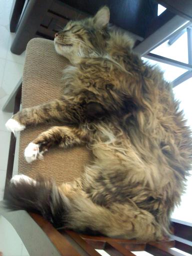 Can’t seem to cope with loss of cat