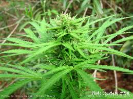 weathington_medical marijuana