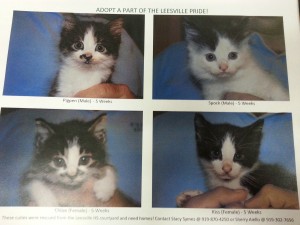 rube_leesvillecats