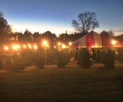 Shepherd’s Way Tree Farm