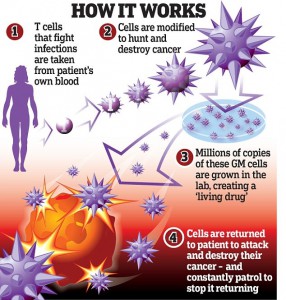 16F- cancer fighting T cells white