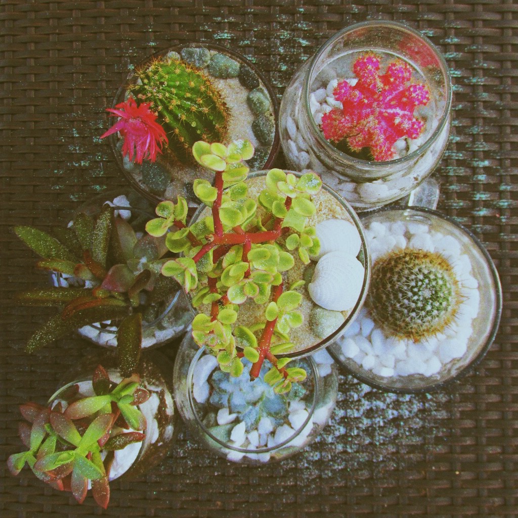 DIY Terrariums