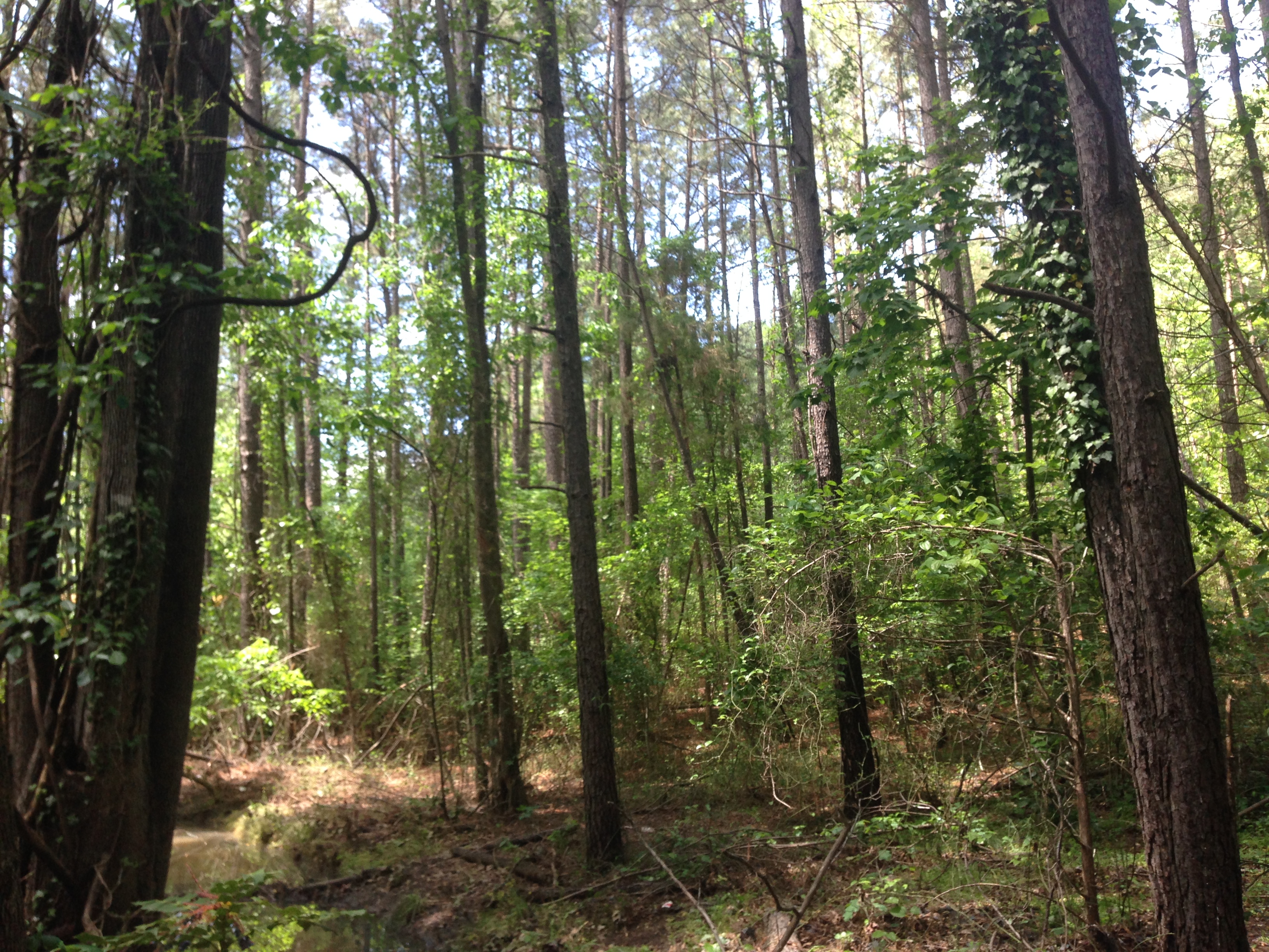 The Importance of Trees