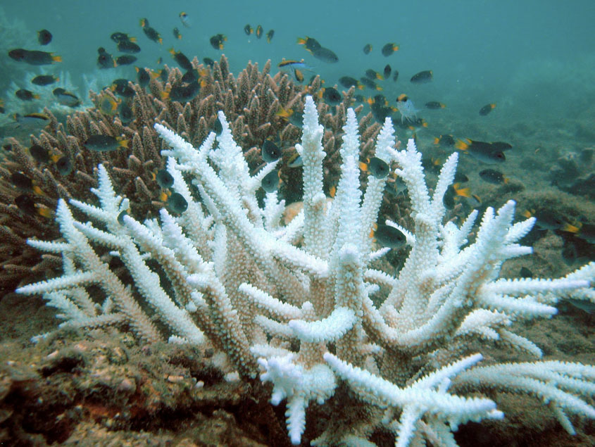 harsa_coralreef