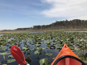 Through the Lily Pads