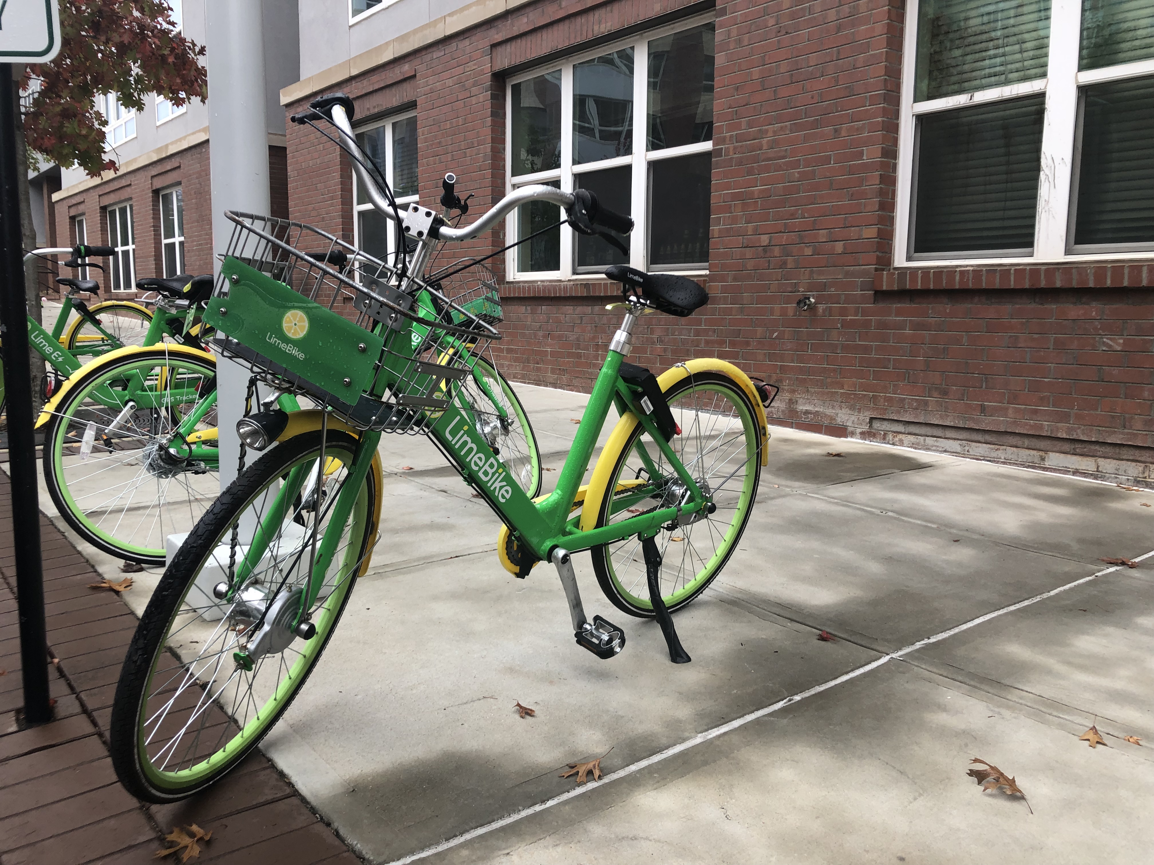 Lime and Bird: The New Kids on the Block