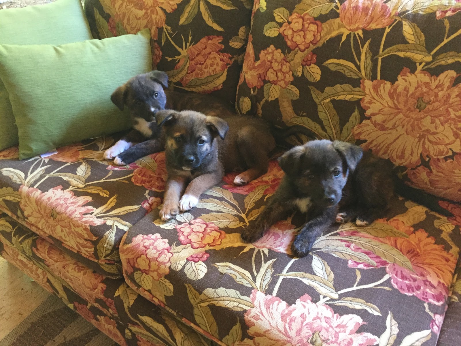 Helping animals in need in our community