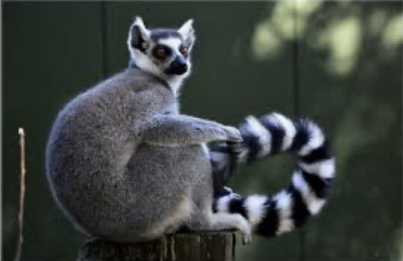 North Carolina Animal Sanctuaries