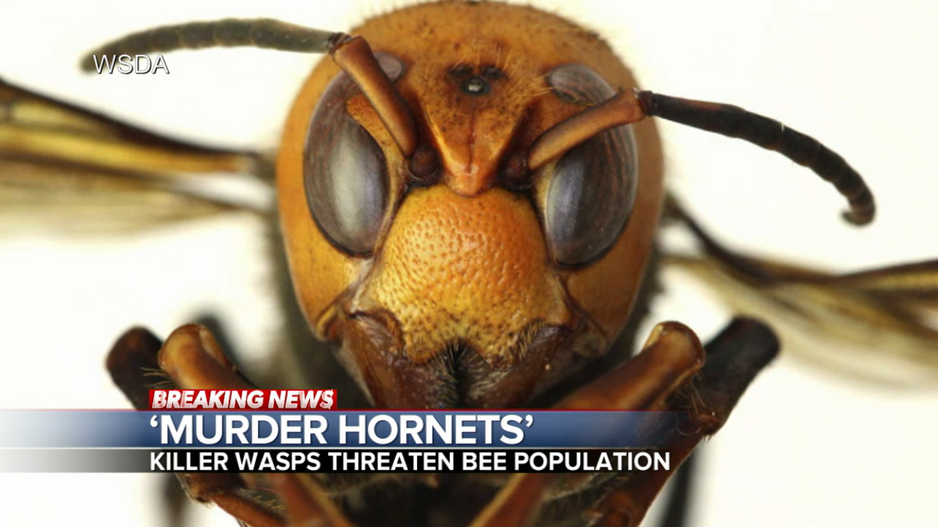 murder bees