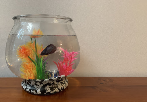 Why Betta Fish?