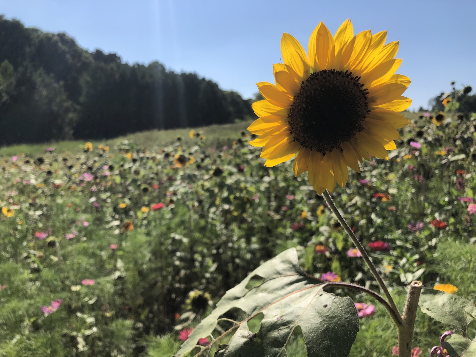 sun1