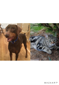 Which is Better: Dogs or Cats?