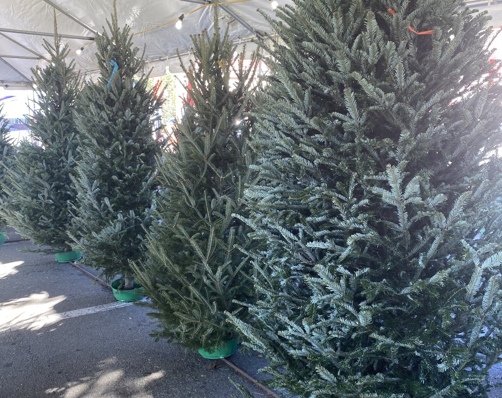 2020 Christmas Tree Shortage
