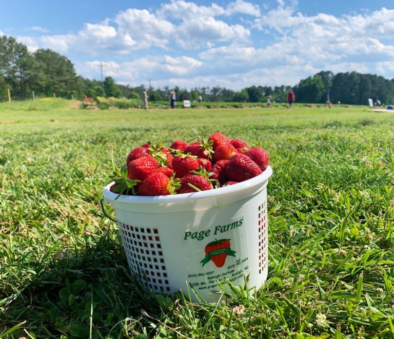 Picking Strawberries at Page Farms The Mycenaean