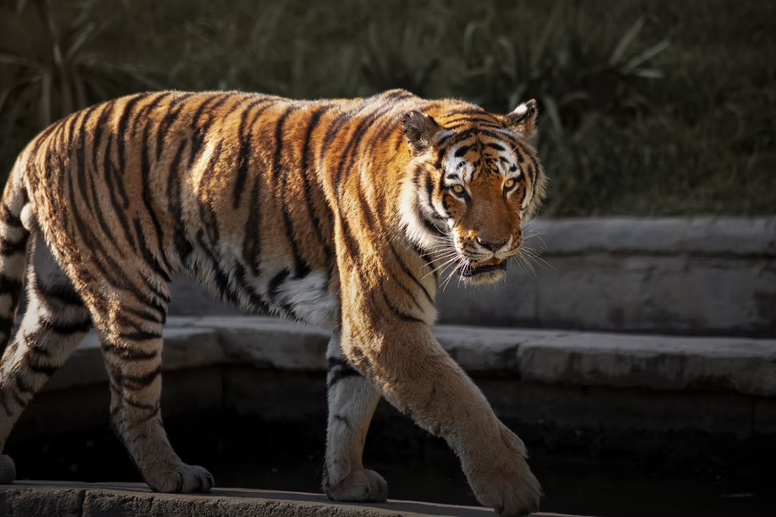 Tiger King, Season Two