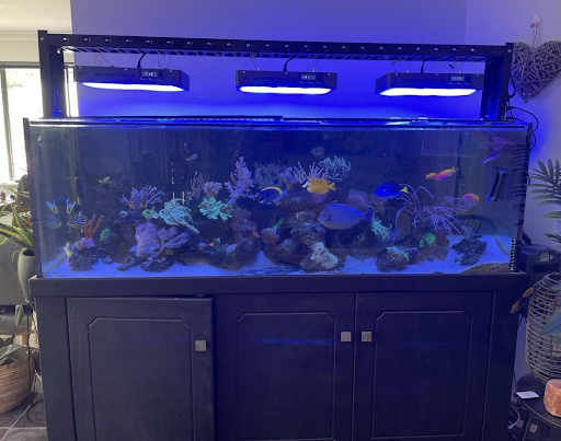 How to set up a reef aquarium