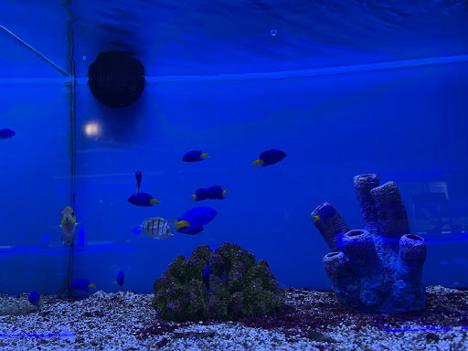 Finding Your Own Nemo: How to Choose a Healthy Marine Fish