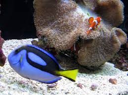 Should you Really Find Nemo?