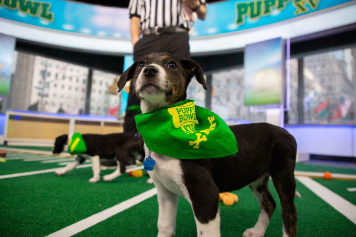 puppybowl