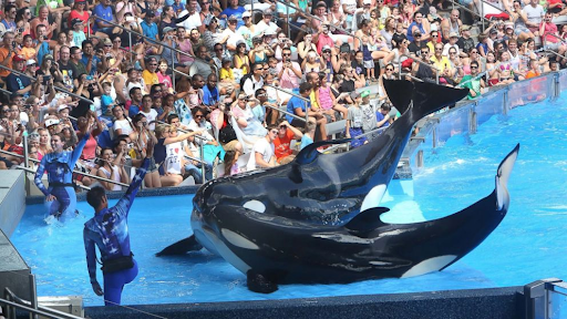 SeaWorld Controversy