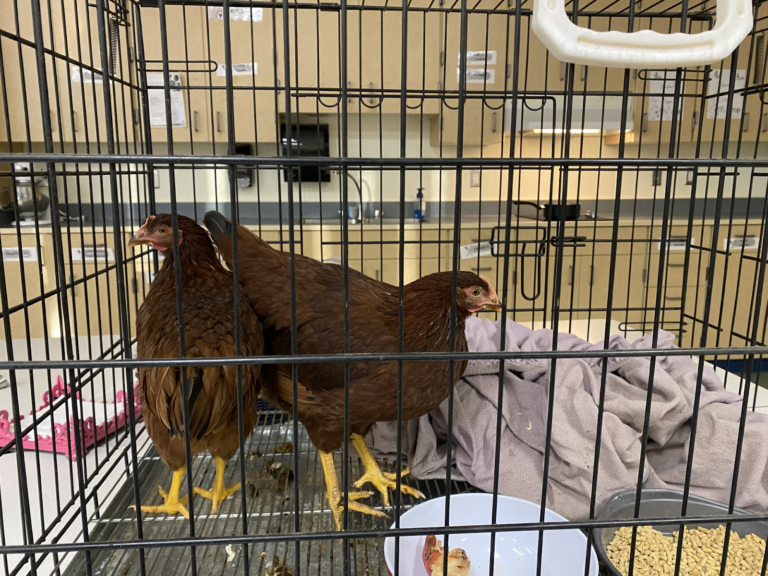Leesville has live chickens for food class