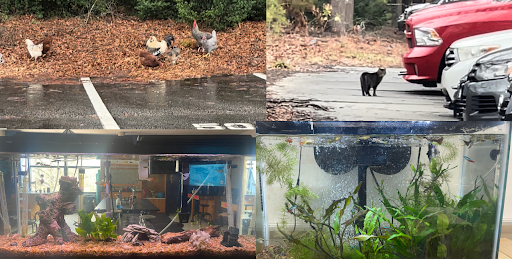 Animals of Leesville