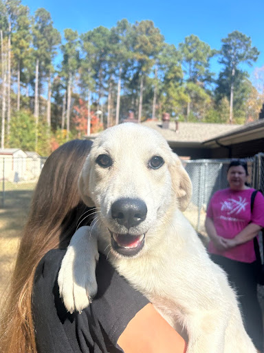 My recent dog adoption