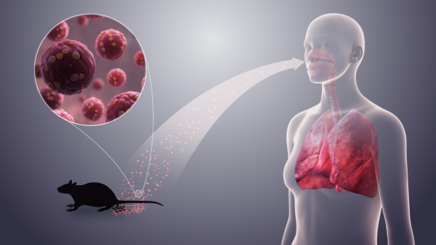 Will hantavirus be the downfall of the class of 2027?
